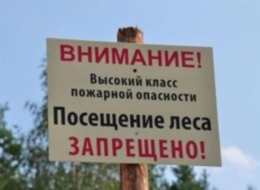 Запрет на посещение лесов в Волжском снова продлили