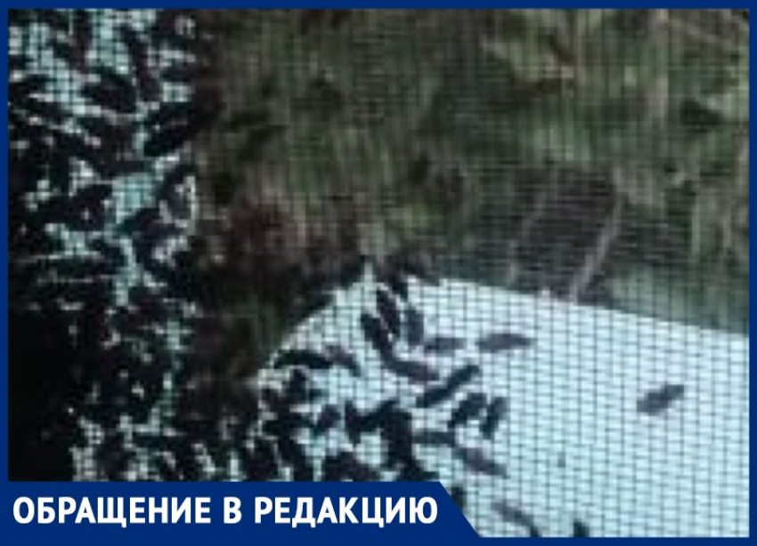 «Больше 40 лет в этом доме живу и такая напасть впервые», - волжанка о жуках