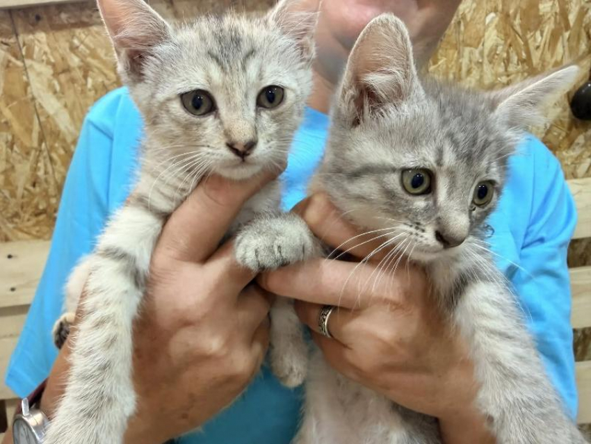 Четыре котёнка ищут дом: милые малыши ждут хозяев в Волжском