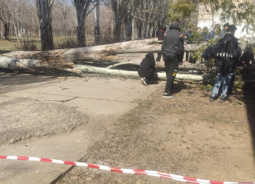 Сильный ураган сносит деревья в Волжском: видео