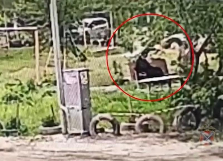 В Волгограде сосед избил пенсионерку из-за места на лавочке: видео
