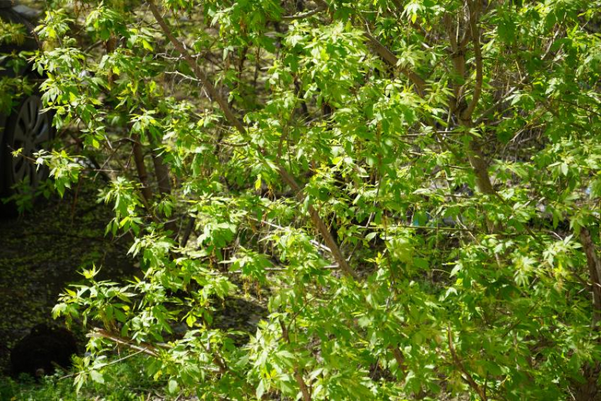 В Волгоградской области объявили войну пяти опасным растениям: список 