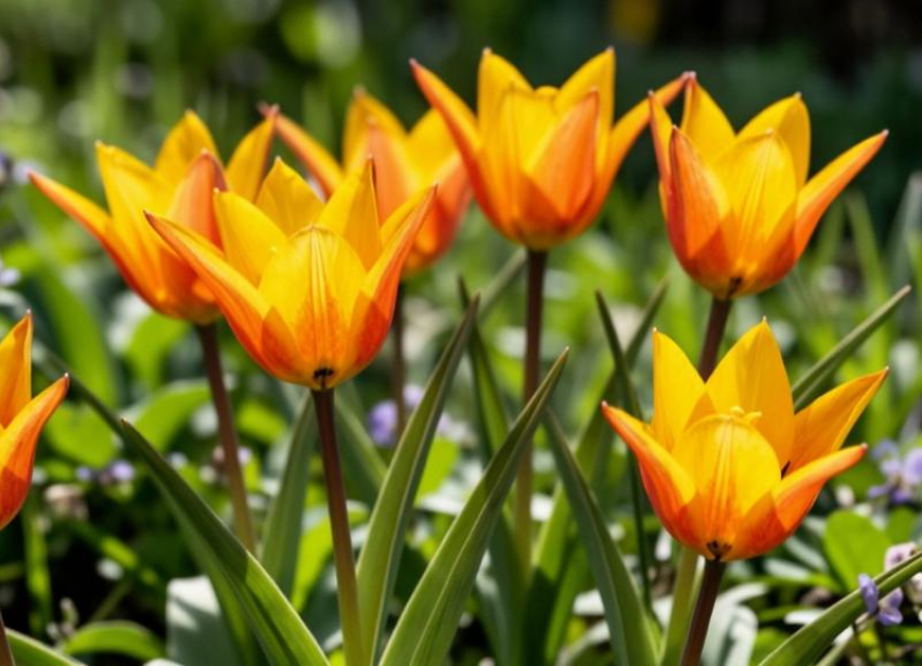 В пойме зацвели тюльпаны Биберштейна