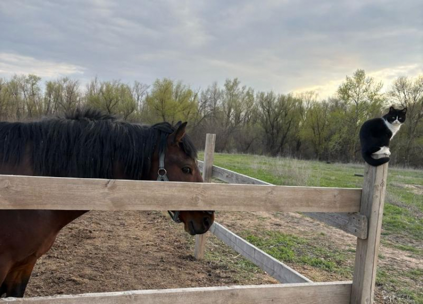 В Волжском проводят проверку по факту инъекций лошадям в конном клубе
