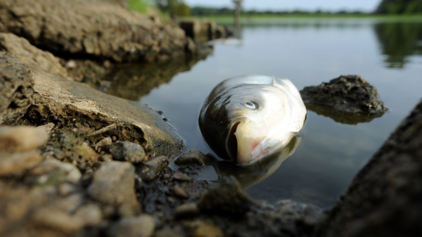 Рыба в Волгоградском водохранилище оказалась зараженной паразитами