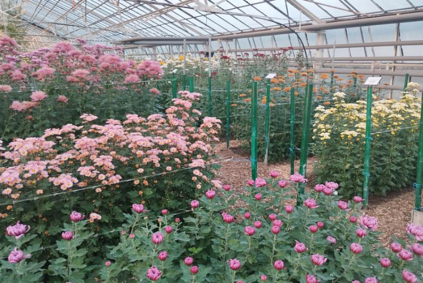 Осенний праздник хризантем в Волжском побил рекорды посещаемости