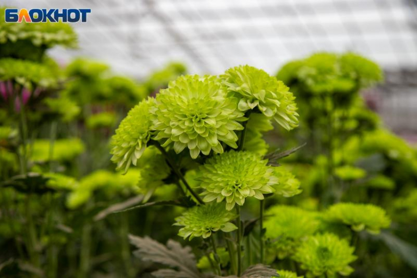 Вероятность встретить настоящих друзей возрастет: гороскоп на 26 ноября