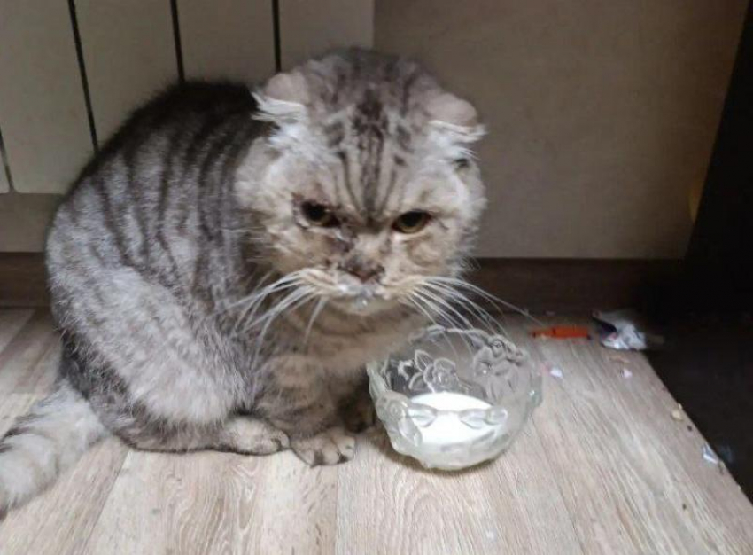 В Волжском срочно ищут дом для кошки умершей хозяйки, которую избили дети