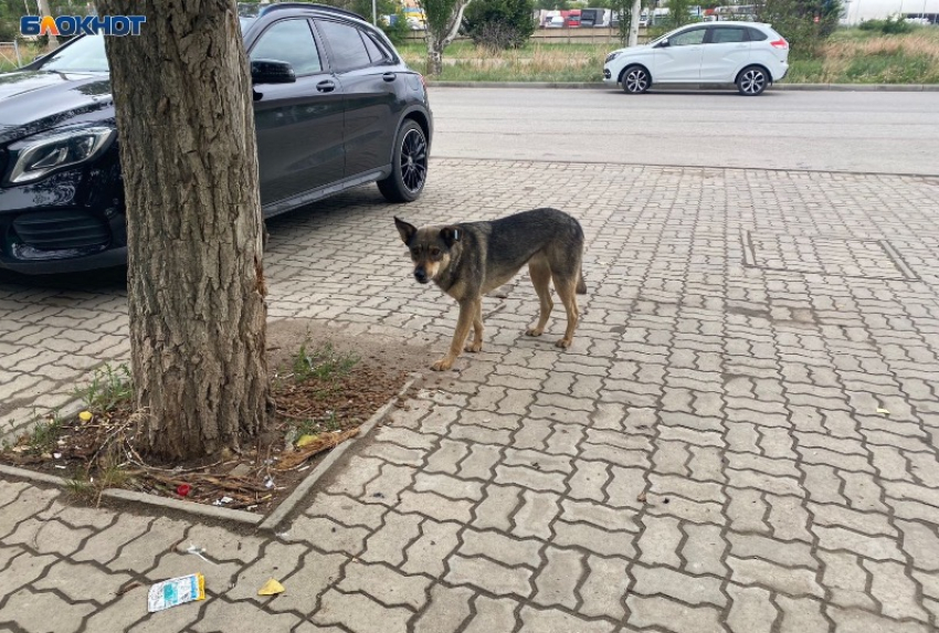 Близ Волжского бездомная собака напала на 14-летнего ребенка