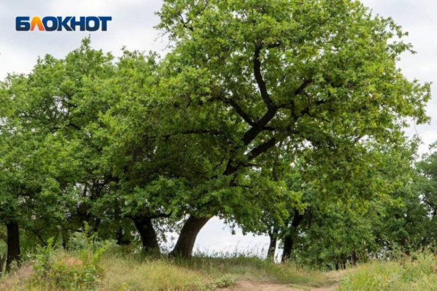Более 30 тысяч деревьев будут «принесены в жертву» трассе через «Волго-Ахтубинскую» пойму