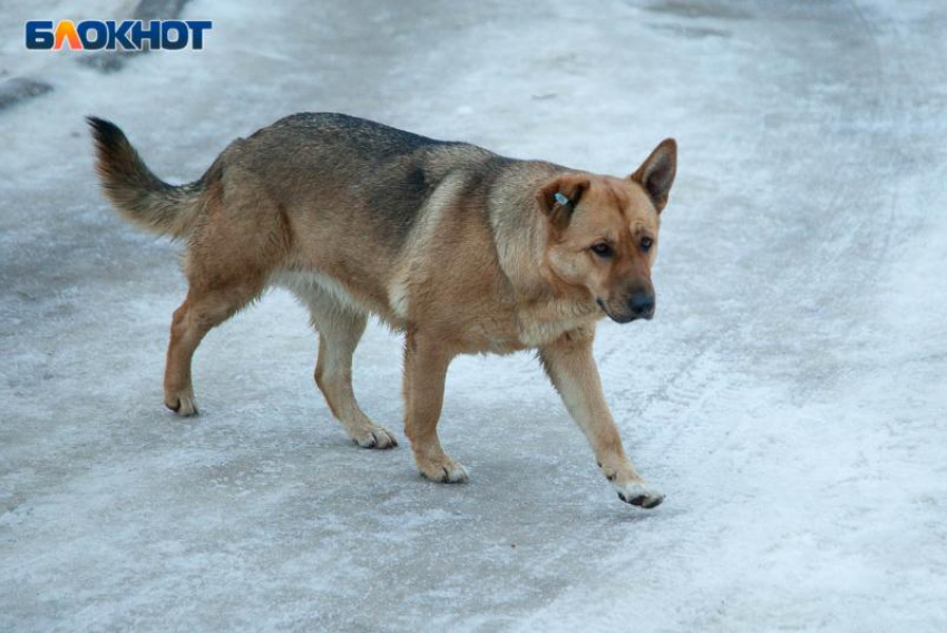 В Волжском отловят собак на 2 миллиона рублей
