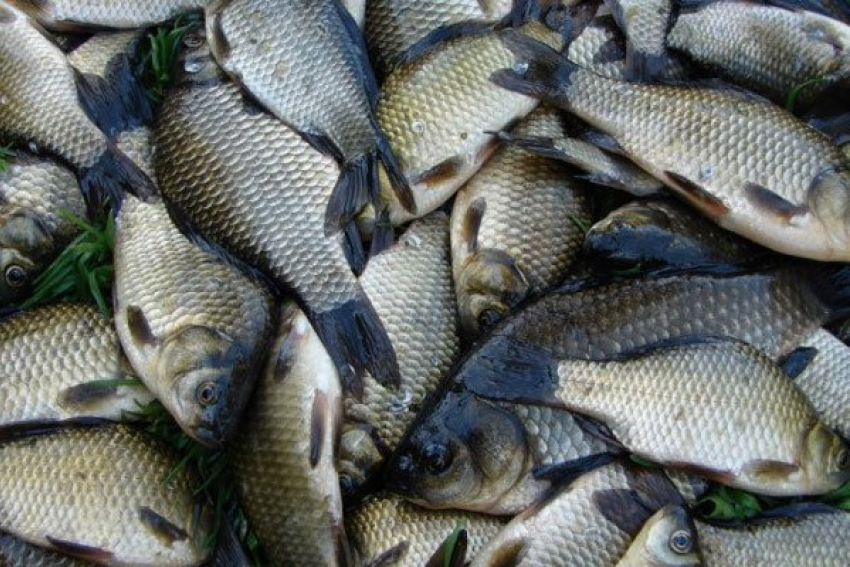 Производителей рыбы Волгоградской области поддержат на федеральном уровне