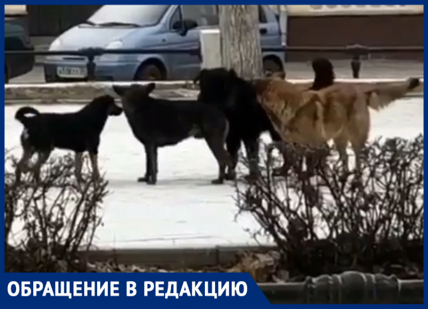 «Повсюду стаи бездомных собак», - волжанка