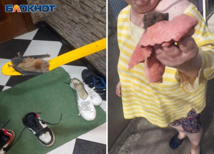 Сезон летучих мышей в квартирах начался в Волжском