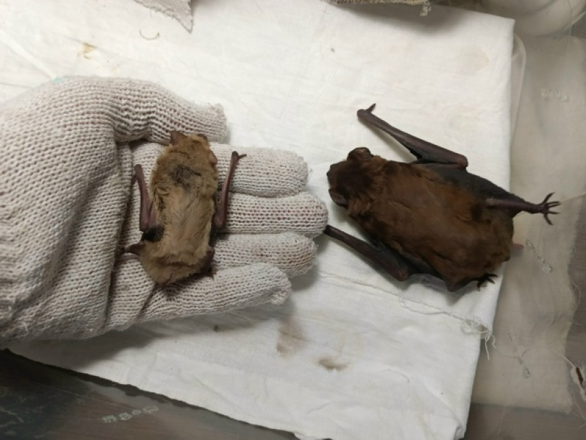 Поймал летучую мышь и сунул в банку: в Волжском едва не удушили рукокрылую кроху