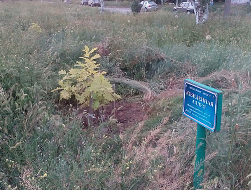 В Аллею позора превратился сквер с деверьями ценных пород в Волжском 