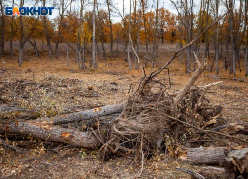 В Волгоградской области снизилось количество незаконных рубок зеленых насаждений