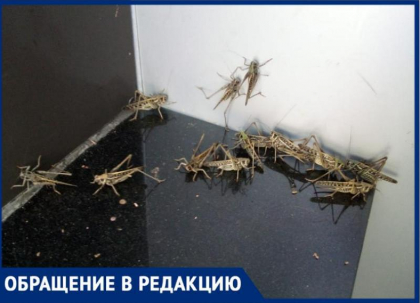 «Насекомое уничтожающее города уже в Волжском»,- волжанка рассказала о нашествии саранчи