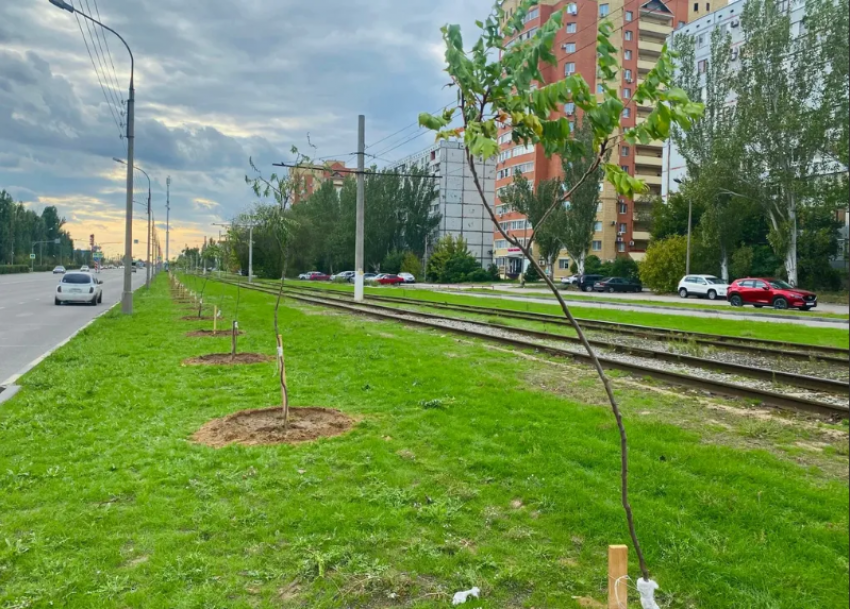 В Волжском продолжают высаживать молодые деревья и кустарники