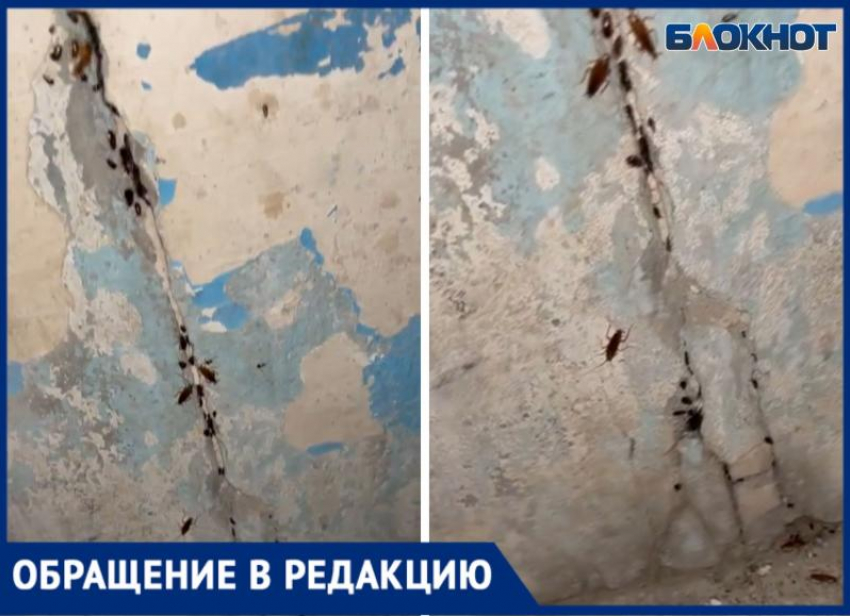 Выводок на сотни тараканов сняли на видео в жилом доме Волжского: видео
