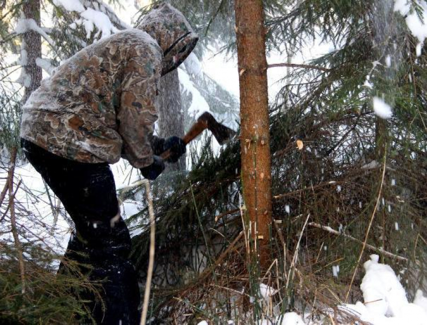 Житель Краснослободска вырубил деревья на 450 тысяч