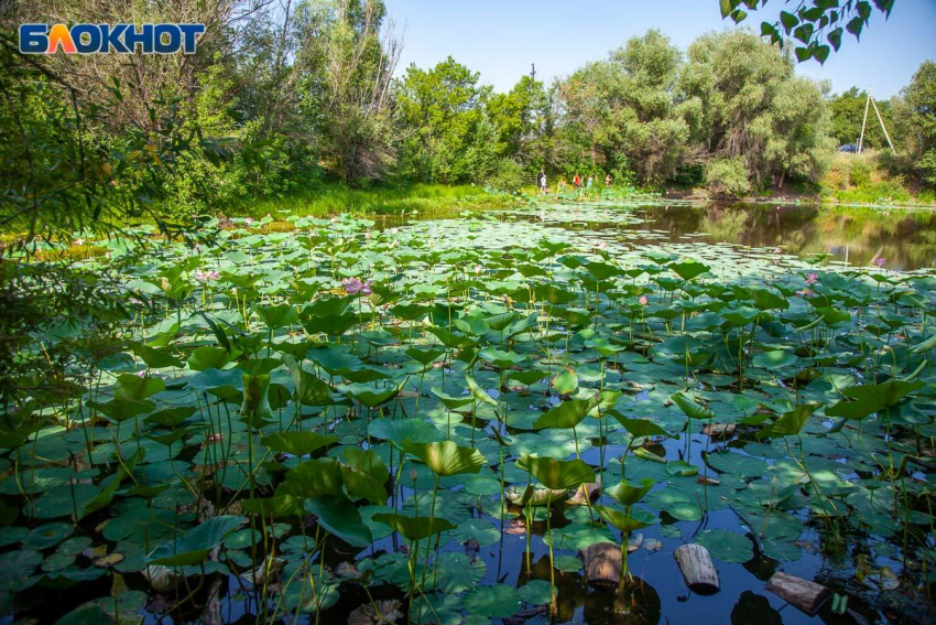 Озеро Лотосов в Волго-Ахтубинской пойме назвали одним из красивейших мест России