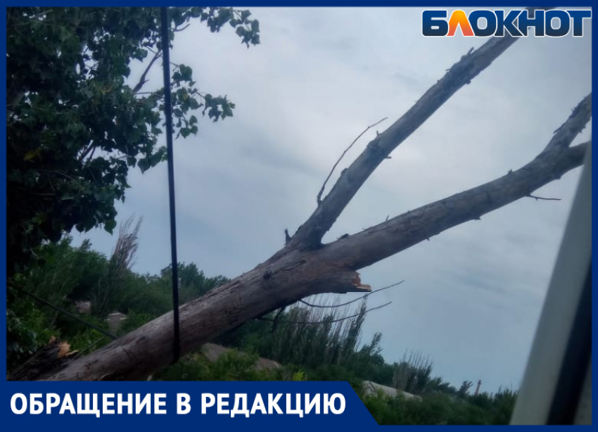 «Могло и человека прибить»: дерево рухнуло на многоквартирный дом в Волжском