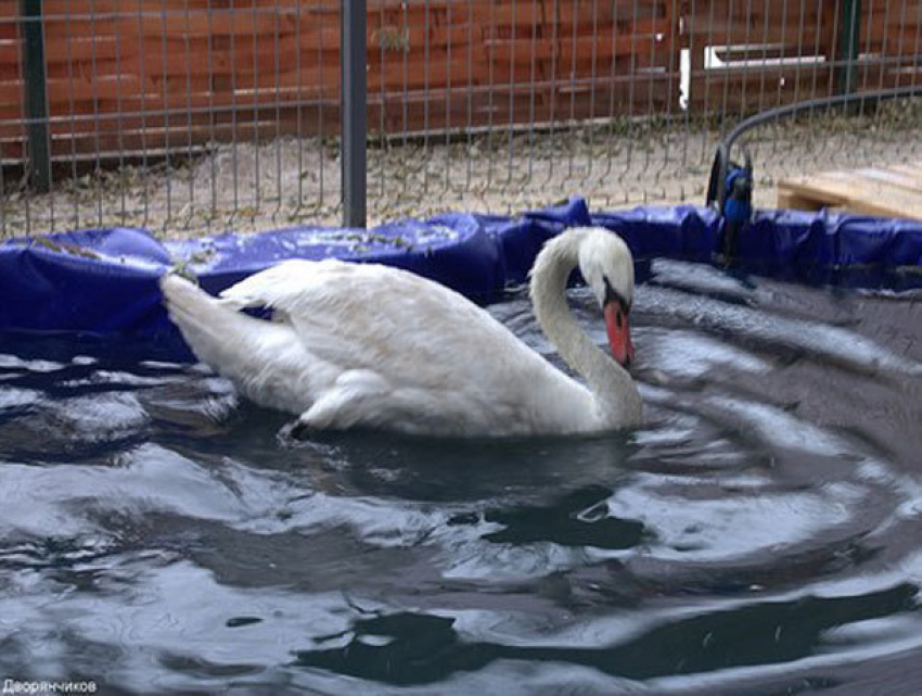 Для лебедя из зоодворика в Волжском обустроили бассейн с подогревом
