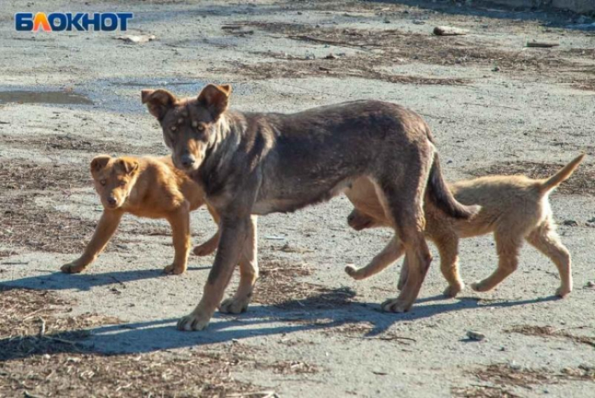 Еще 2 миллиона готовы вложить в Волжском на отлов бродячих собак