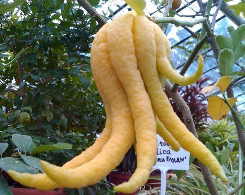 Волжане и волгоградцы могут коснуться «Руки Будды"