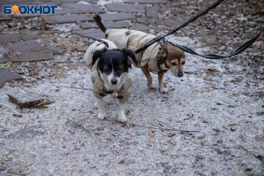 Волгоградскую область накроют «полярные качели»: после плюсовой ночи ударят заморозки до -3