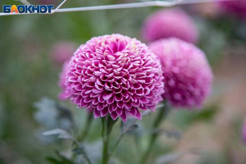 Выставка первоцветов откроется в Волжском уже 7 февраля