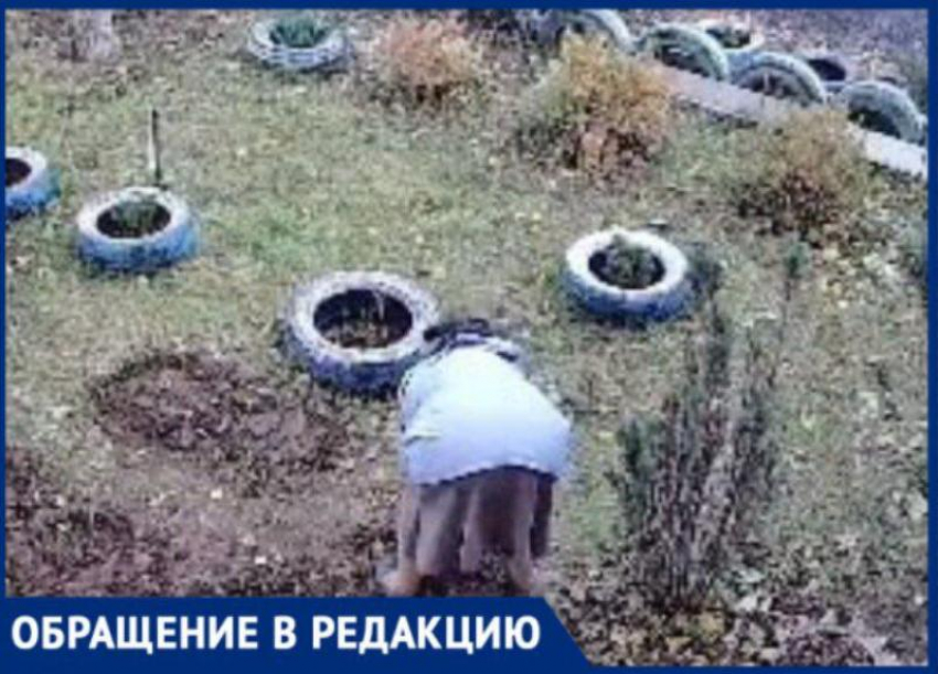 В Волжском бабушка безжалостно обокрала клумбу с розами: видео