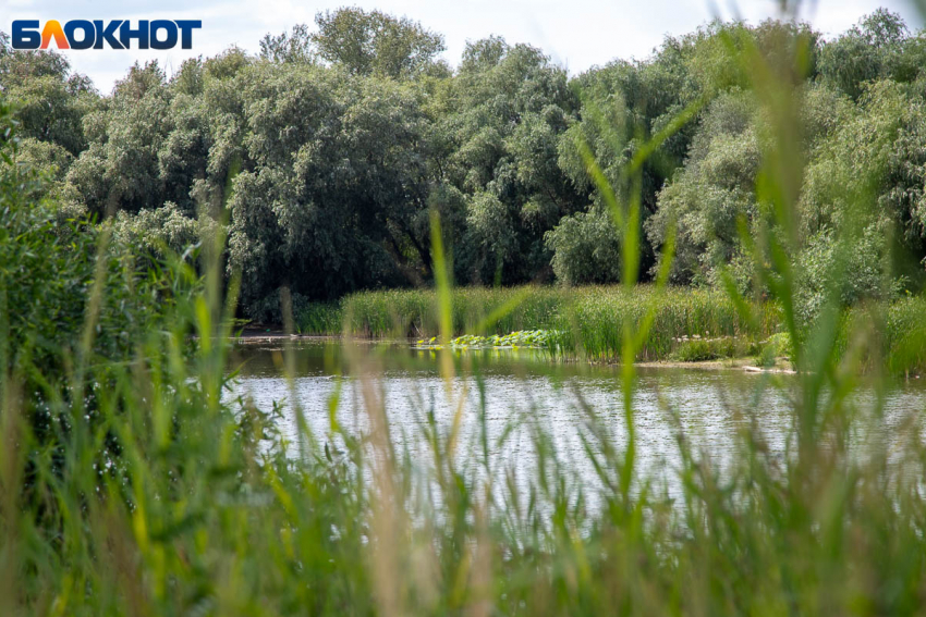 Волжские «серебряные» волонтеры очистили берег озера Круглого и познакомились с уникальными лотосами