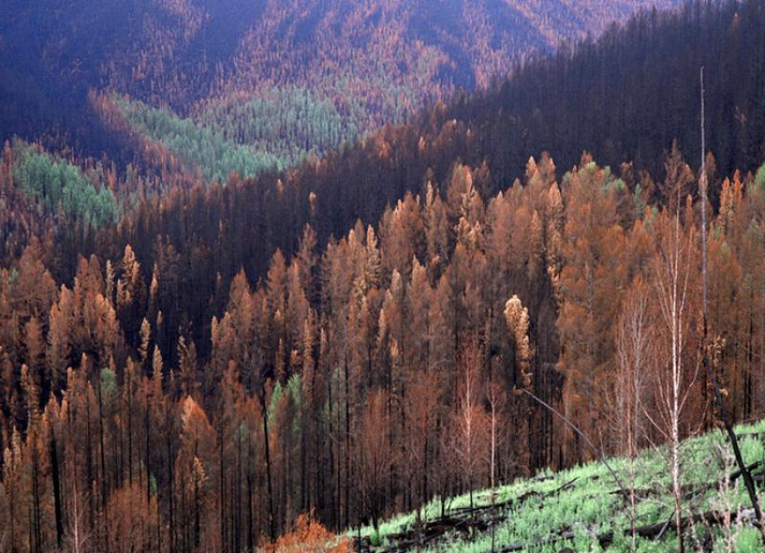 Пожар в Чернобыльской зоне отчуждения потушил дождь