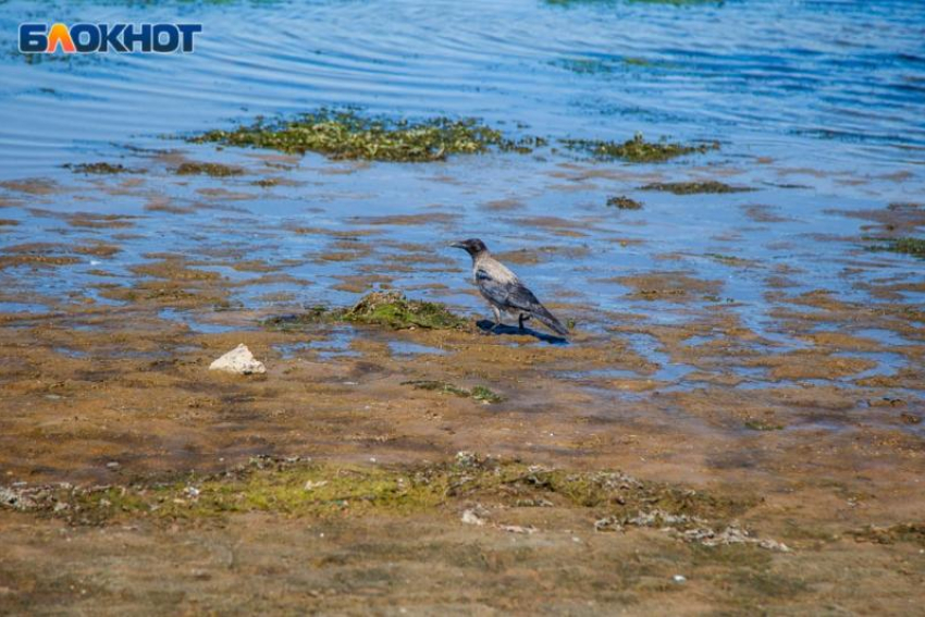 Пляжи превращаются в помойку:  26% вод в Волгоградской области не соответствуют гигиеническим нормативам