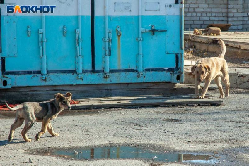 Больше 1,5 миллионов рублей выделят на работу с бездомными животными в Волжском