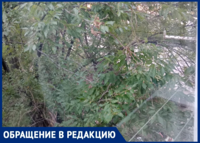 В Волжском ветки лезут на балкон, насекомые атакуют квартиру, а УК бездействует