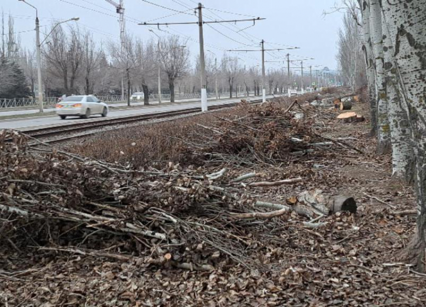 Сухостой снова стал основной проблемой Волжского? Жители присылают жалобы