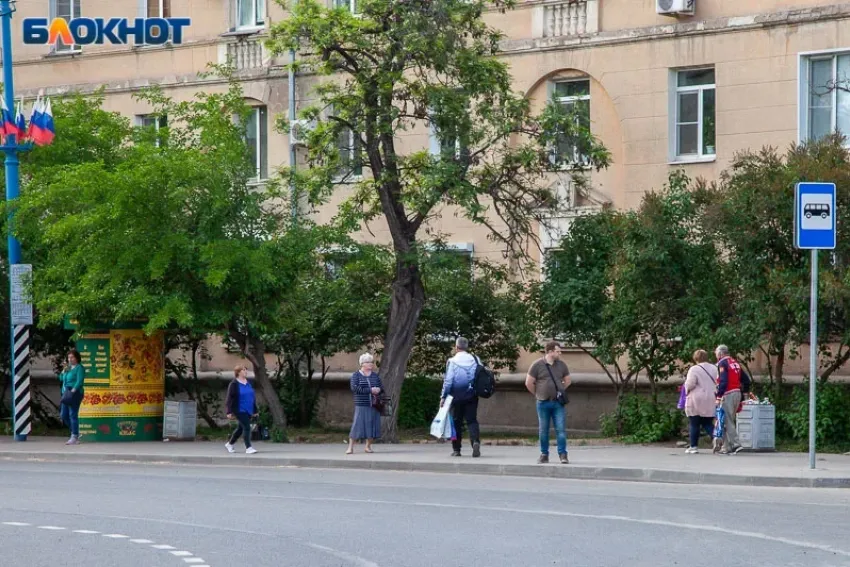 Стригут и сажают: в Волжском вырастают новые цветы и деревья 