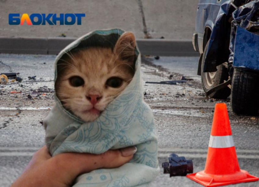 Котята прячутся под капотом машин во дворах Волжского: как не убить животное по незнанию