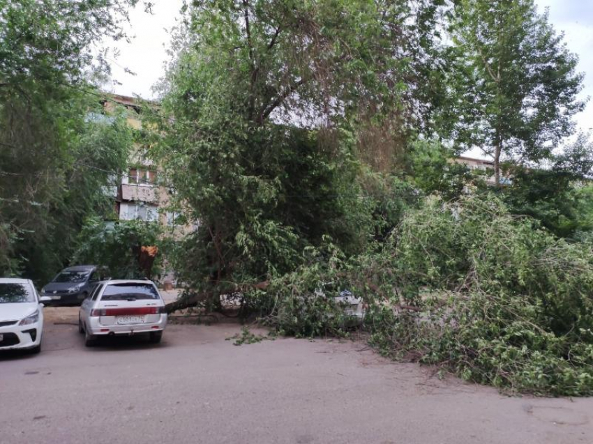 Дерево рухнуло на машину во дворе Волжского