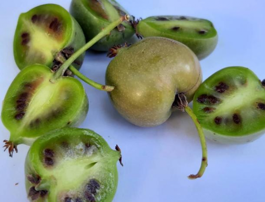 В волжском ботаническом саду ягодная лиана дала чудо-плоды