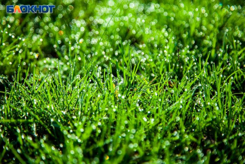 Калинник Тесный: день, когда рябина защищает, а дом наполняется силой