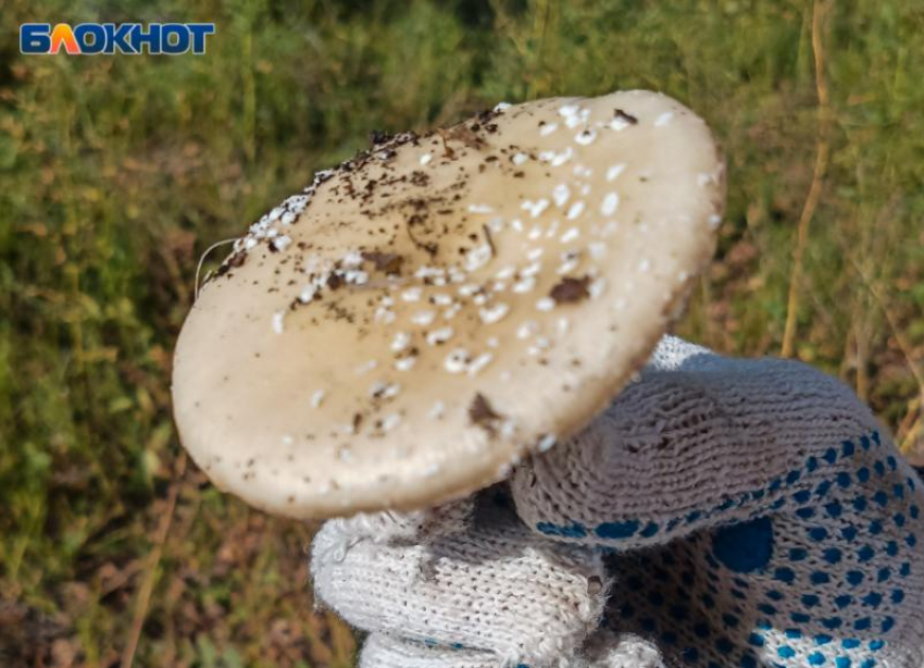 Самый ядовитый гриб в мире растет в окрестностях Волжского