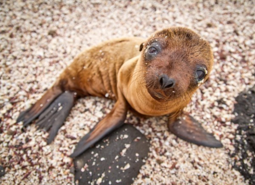 В Волгограде на гастролях Росгосцирка на свет появился морской львенок