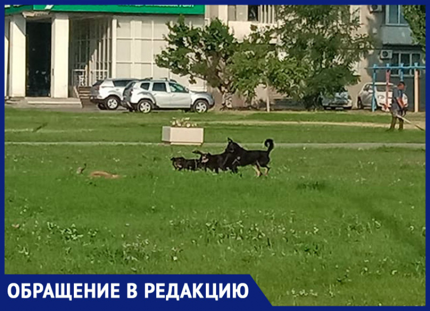 «На главной площади города бегает стая собак», - волжанка