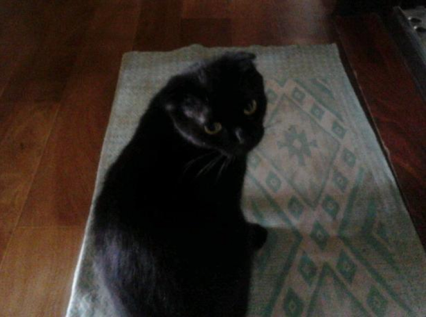 Недельные поиски Мони безрезультатны в Волжском