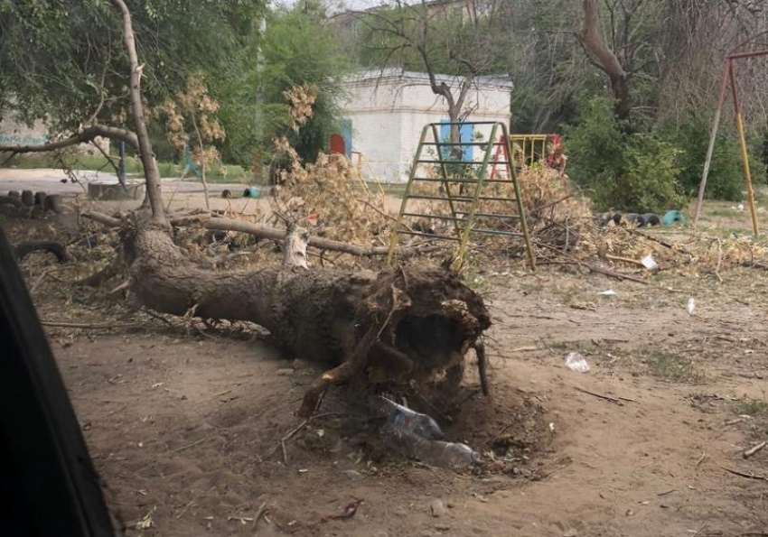 Жители Волжского жалуются на дикую вонь из помоек и поваленные деревья во дворах 