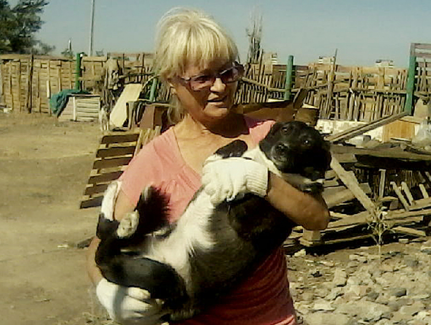 Полсотни собак из приюта, который сносят власти Волжского, могут оказаться на улице 